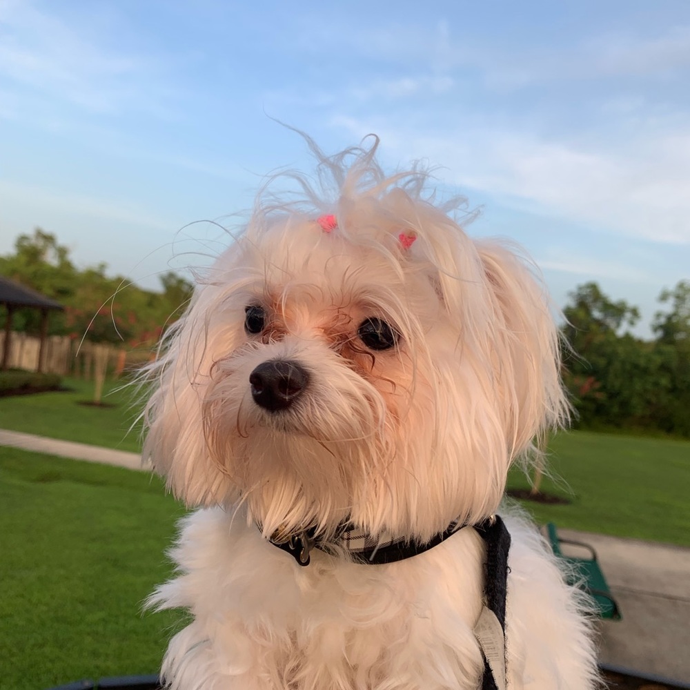 Meet your Posher, Meli